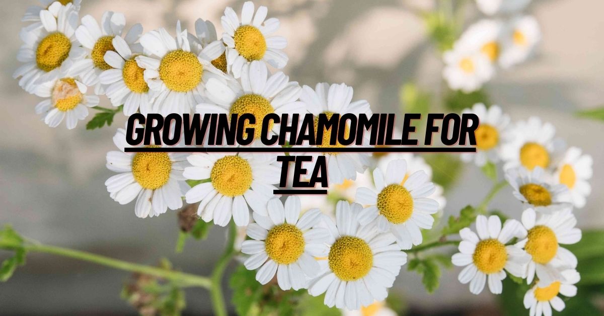 Growing Chamomile for Tea: A Beginner's Guide to Homegrown Herbal Blis   Bluestem Botanicals