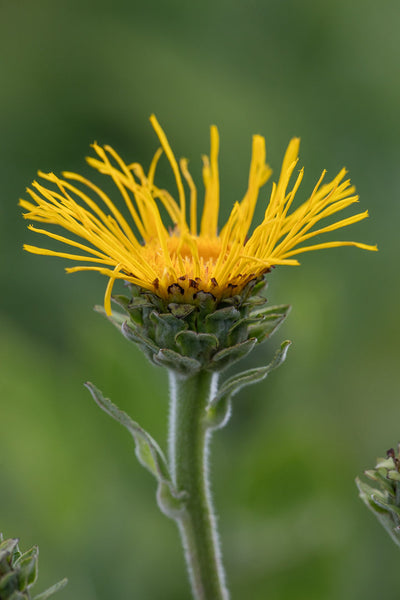 Elecampane supports our terrain like few herbs can