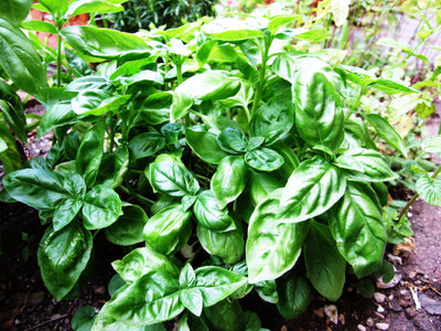 Grow Your Own Basil: A Complete Guide to Growing Fresh Basil at Home