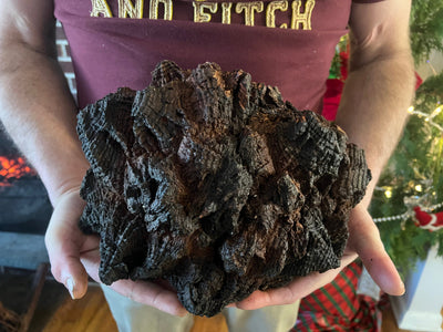 Winter Medicine: Chaga