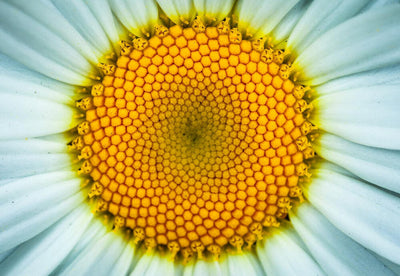 Chamomile Fields of Dreams