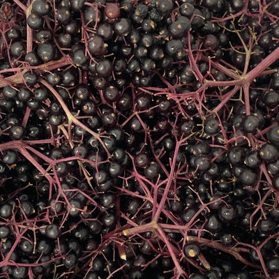 Elderberry: Why is this plant so popular?  I'll tell you.