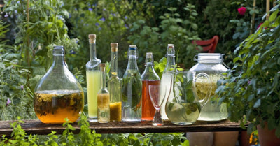 Best Herbs for Cocktails: Easy Ways to Add Fresh Flavor