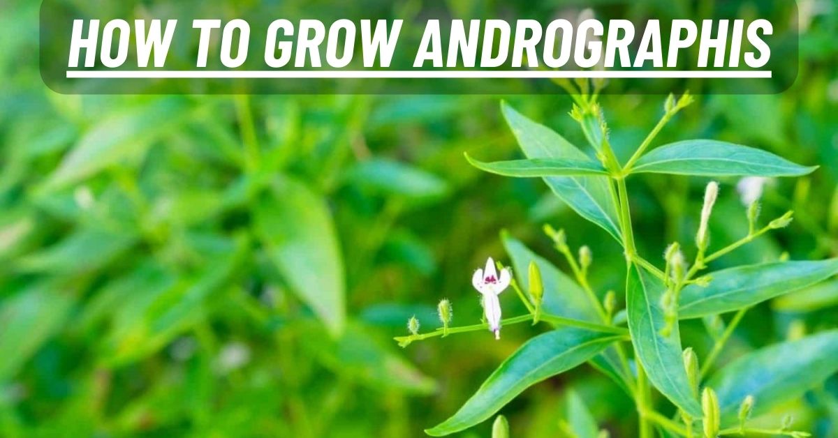 Andrographis Rothii How to Grow Andrographis? – Bluestem Botanicals