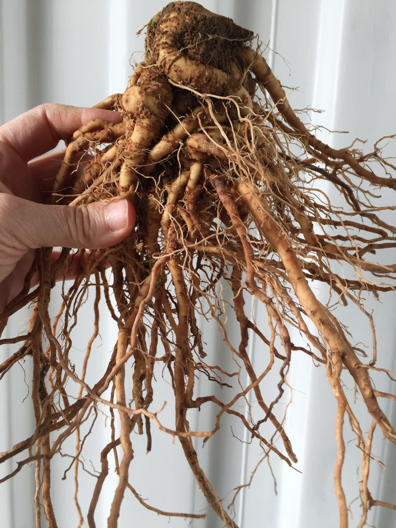 Fresh Herb, Roots 2024, 1 Pound Cert ORG