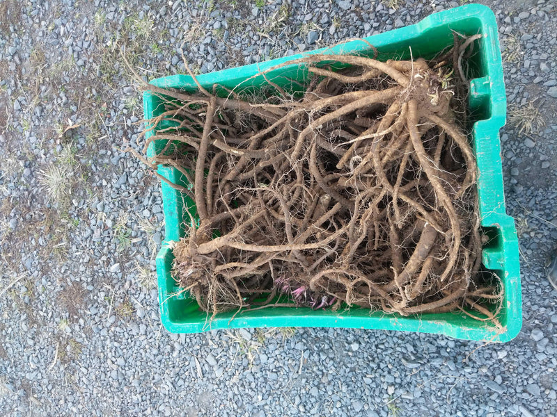 Fresh Herb, Roots 2024, 1 Pound Cert ORG