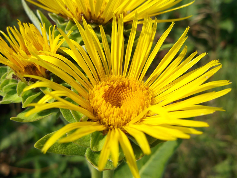 Fresh Elecampane Infused Honey